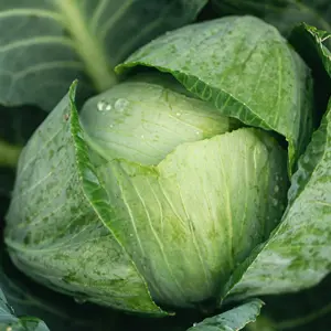 Fresh cabbage