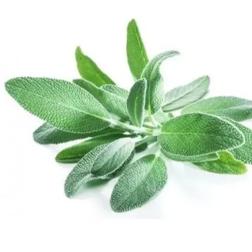 Sage