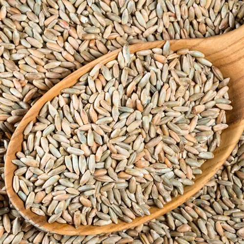 Rye