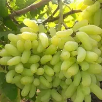 Fresh Grapes